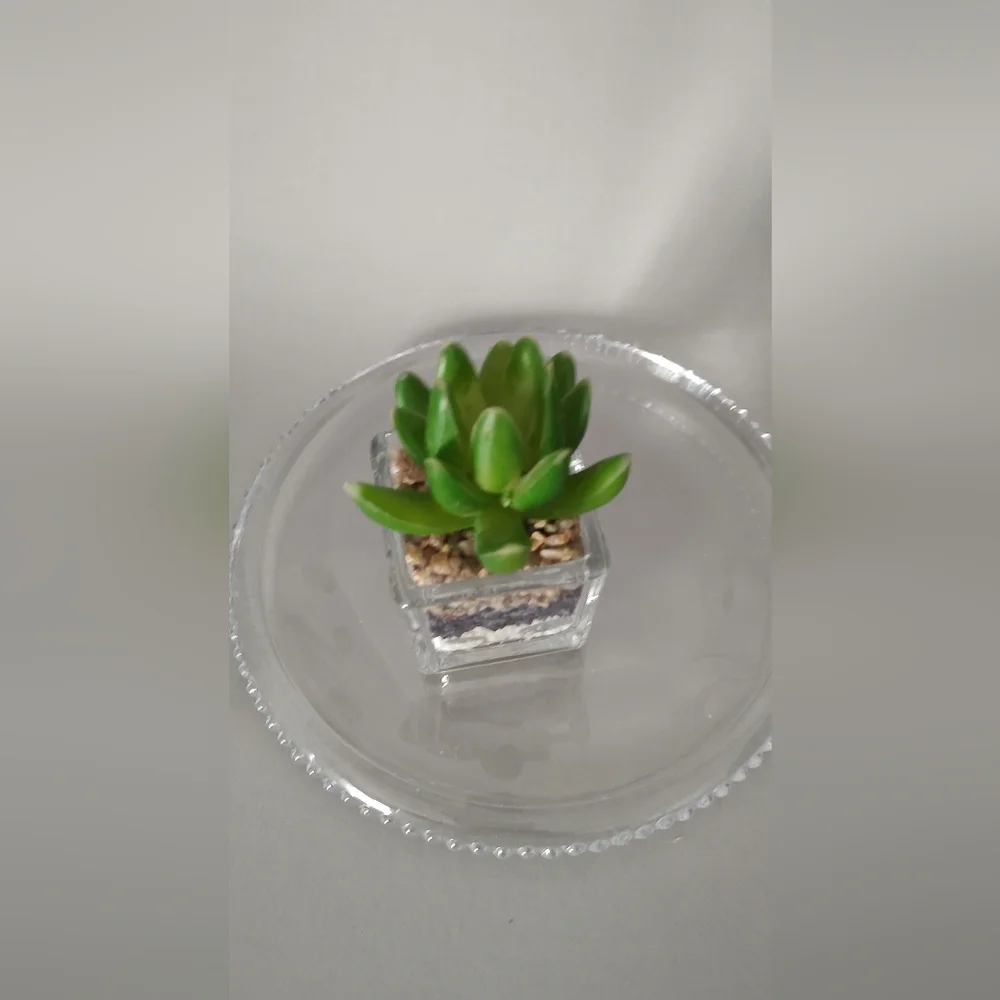 Hearth & Hand Magnolia Glass Dome Cloche With Box 12 Inch New decor New
